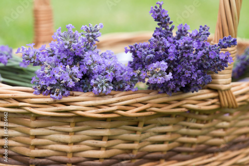 Lavender