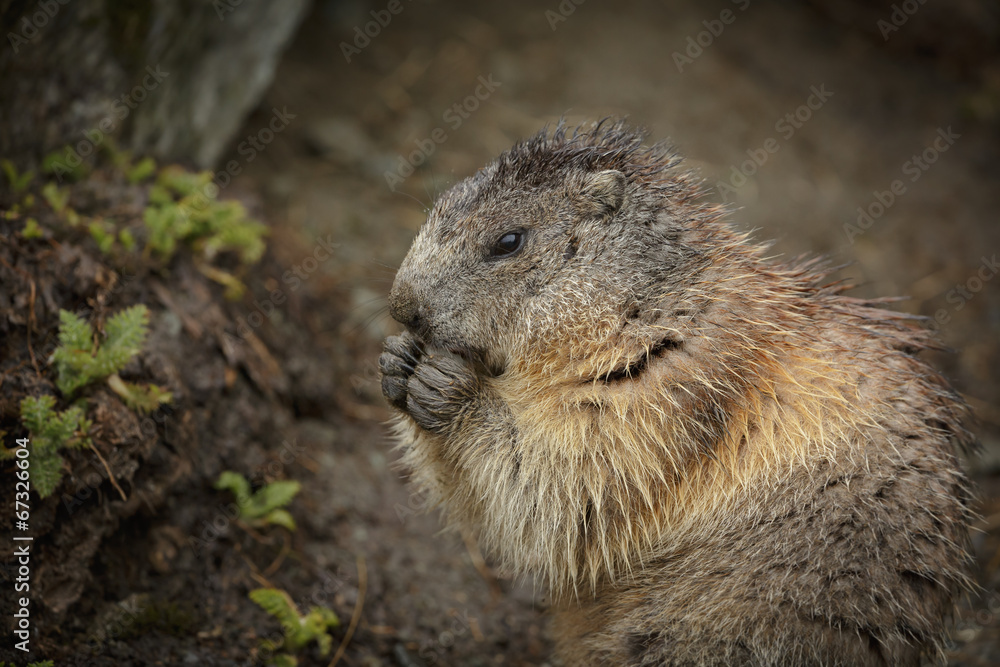 Fototapeta premium Alipine marmot in the rain