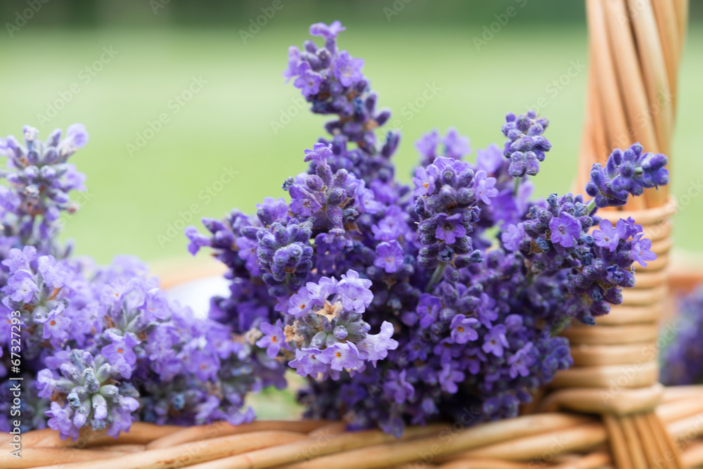 Fototapeta premium Lavender