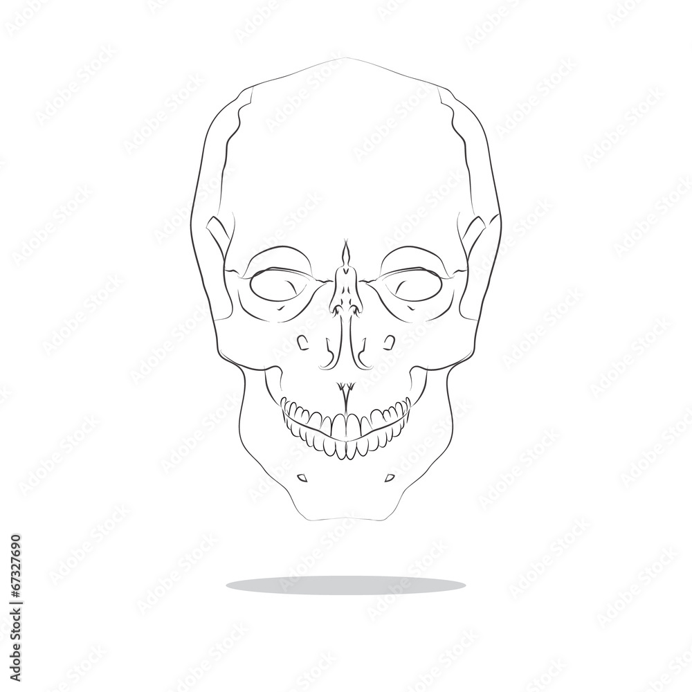 cranium cranium