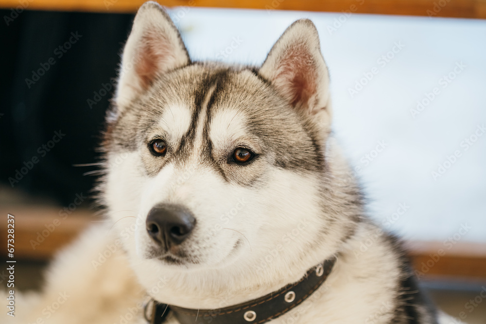 Gray Adult Siberian Husky Dog (Sibirsky husky)