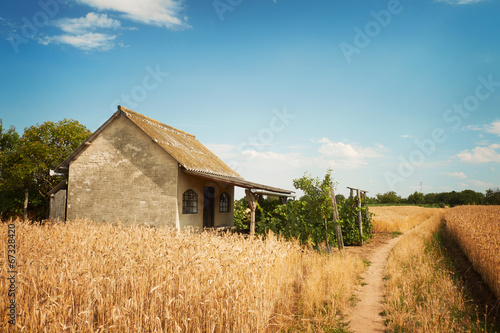 House on a wheatfield