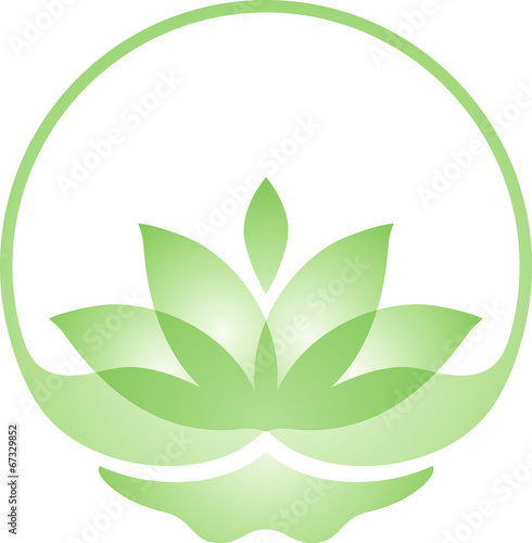 Transparent lotus