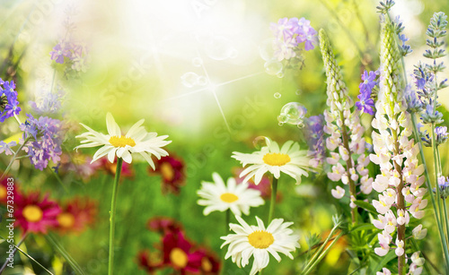 Fototapeta Dzikie piękne kwiaty. Letnia łąka