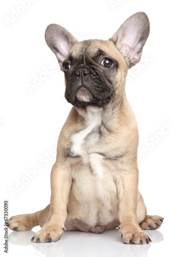 French Bulldog puppy © jagodka