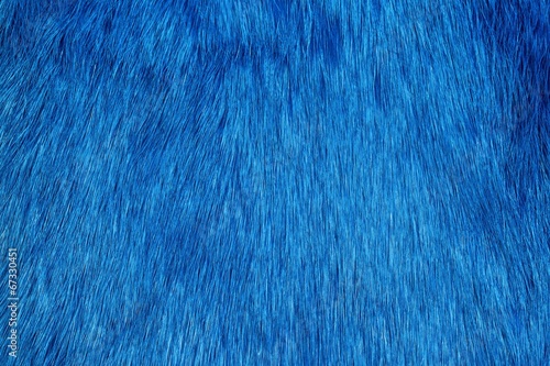 Blue fur background