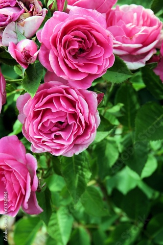 Cascata di rose