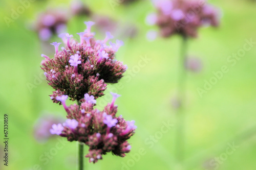 Macro con fiore viola