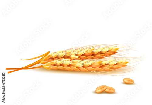 Ears of wheat. Vector illustration.
