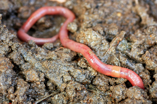 Earthworms in mold, macro photo photo