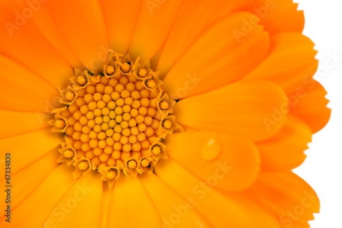Calendula  Pot Marigold  Flower Close-Up on White Background