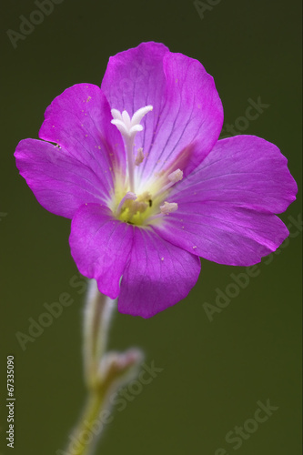 flower violet photo
