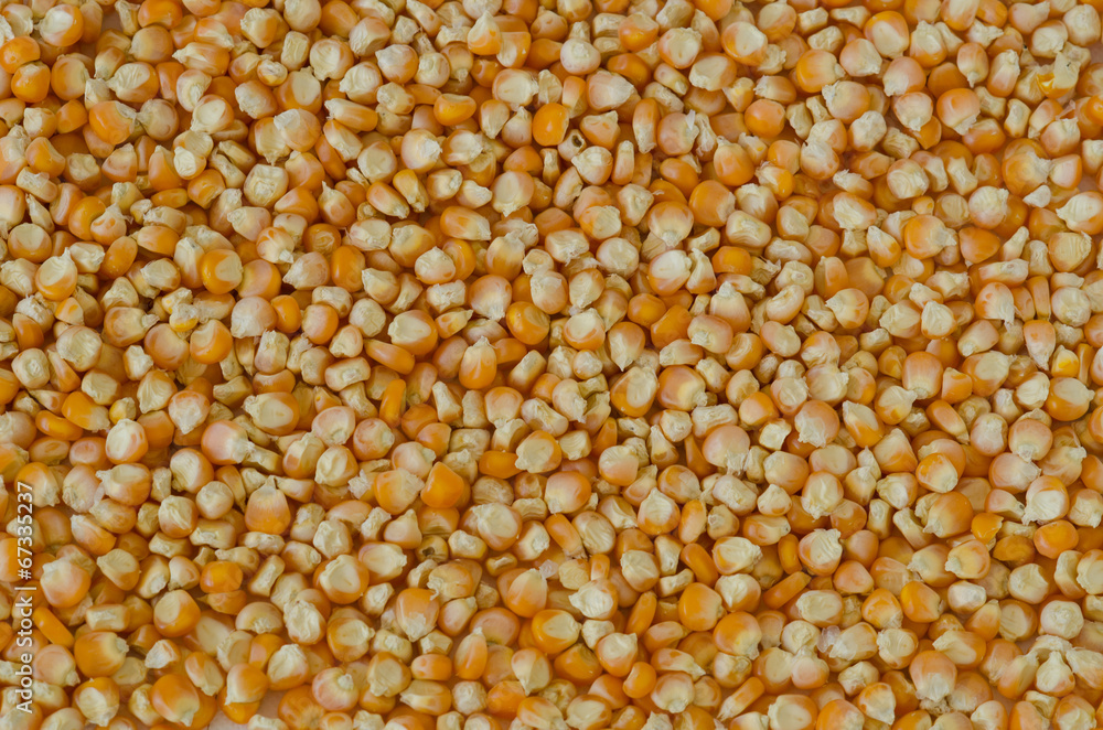 Field corn seed Field corn seed