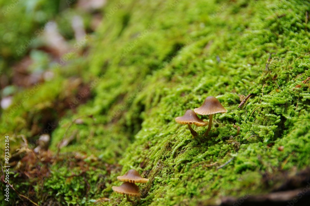 Mushrooms and moss Mushrooms and moss