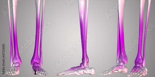 Canvas Print human leg joints