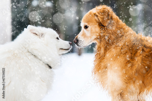 red and white husky photo