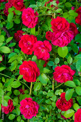 plant of blooming red roses close up view