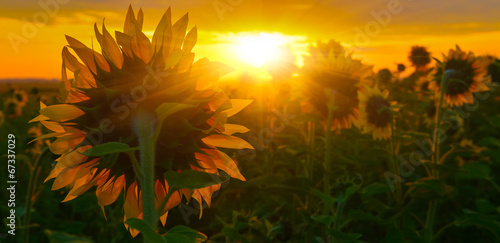 Fototapeta Naklejka Na Ścianę i Meble -  Towards the Sun