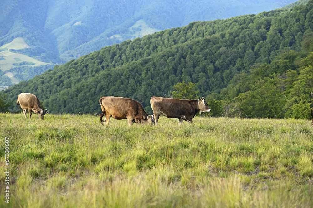 Carpathian cow