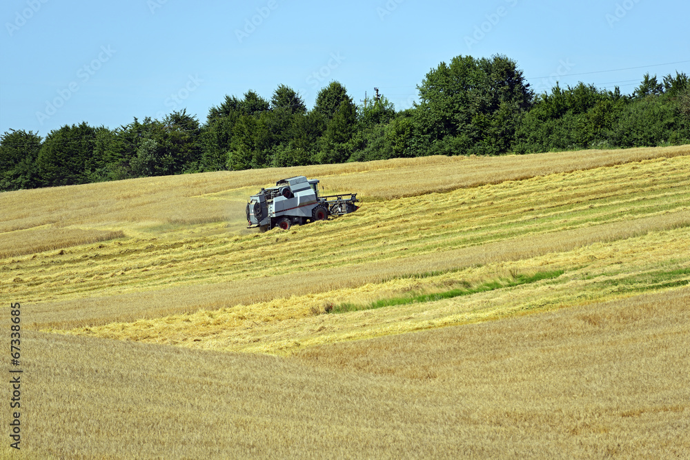 Fototapeta premium Harvester trucks