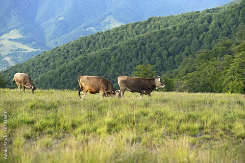 Carpathian cow