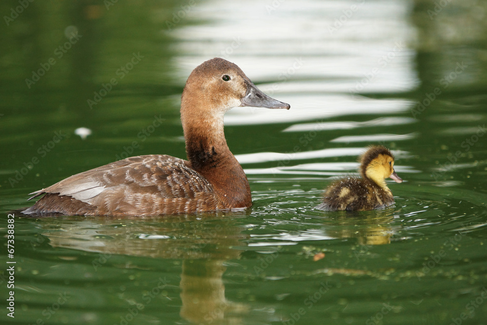 Common Pochard, Aythya ferina Common Pochard, Aythya ferina