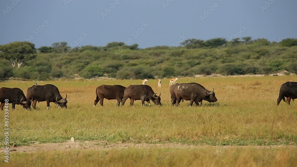 African buffaloes and springbok antelopes on the African plains African buffaloes and springbok antelopes on the African plains