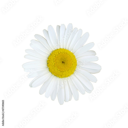 Daisy flower © Ortis