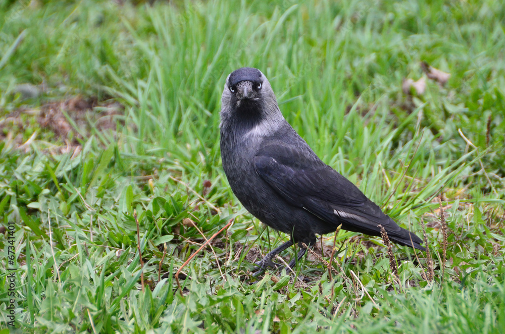Fototapeta premium Галка (лат. Corvus monedula)