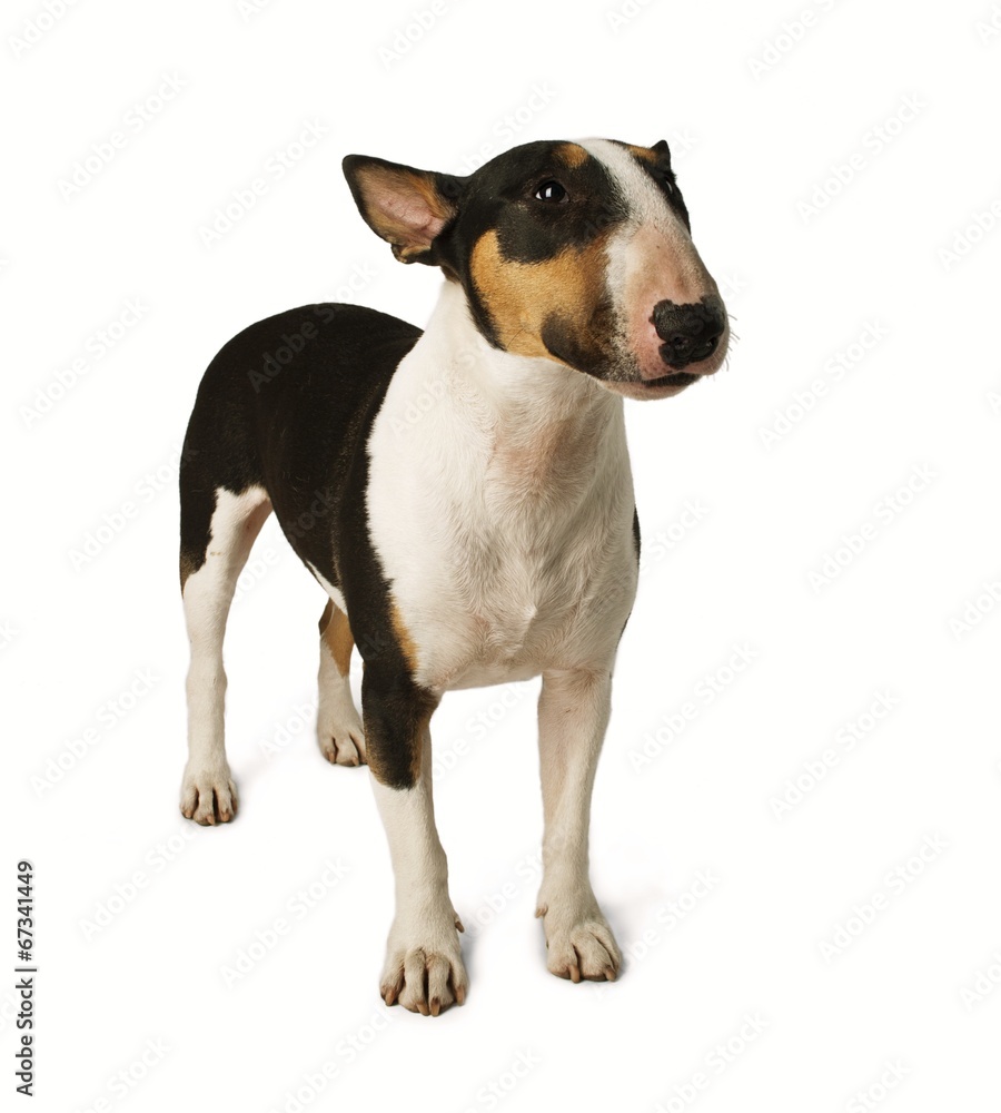 Bull Terrier dog on white background