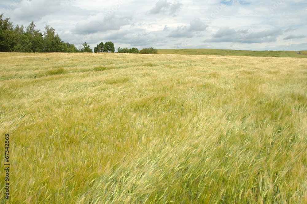 grain on wind grain on wind