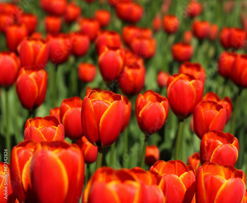 Red tulips blossom in garden