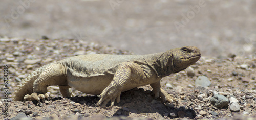Egyptian Mastigure  Uromastyx aegytius  is a large lizard