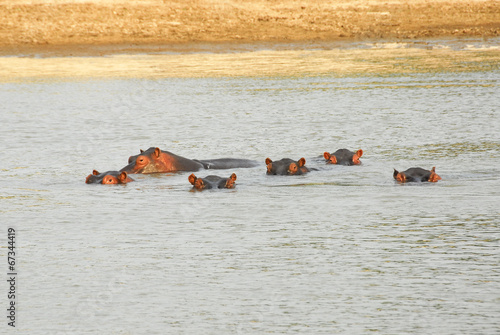 Canvas Print Hippos, North Lwanga National Park (Zambia)