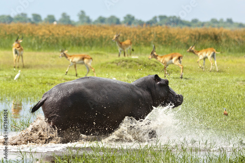 Hippo rennt im Wasser