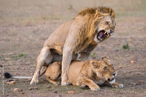 Löwen Paarung - Animal instinct