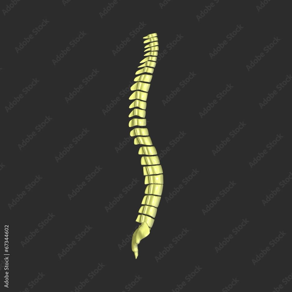 backbone backbone
