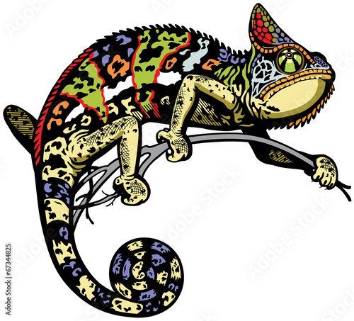 chameleon
