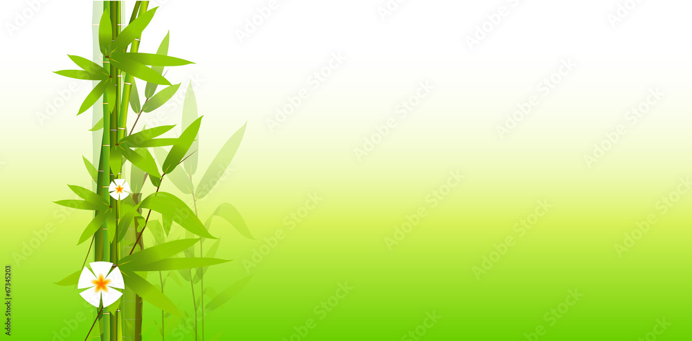 bambù, composizione, foglie