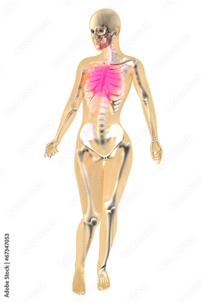 Weibliche Anatomie - Brustschmerzen