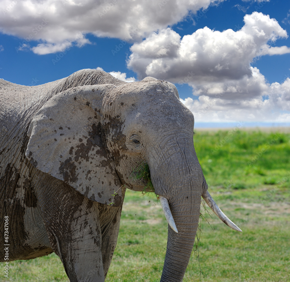 Fototapeta premium Elephant