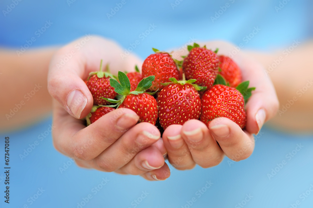 Obraz premium Hands holding fresh strawberries