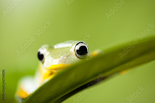 Exotic frog in indonesia