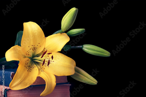 Fototapeta Naklejka Na Ścianę i Meble -  Lily on a book