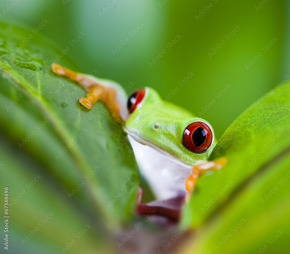 Obraz premium Frog on the leaf 