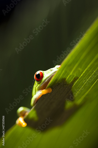 Frog shadow on the leaf 