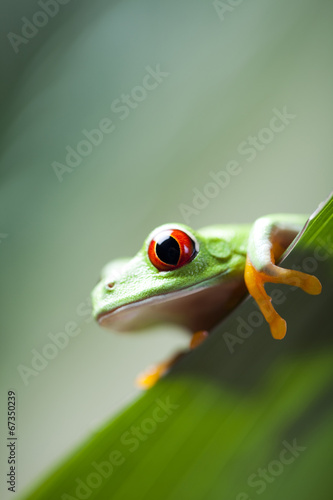 Frog shadow on the leaf 