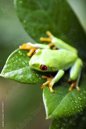 Frog on the leaf 