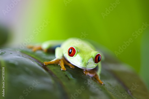 Frog on the leaf 