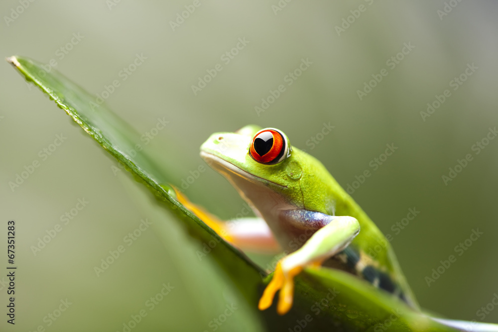 Fototapeta premium Tree frog